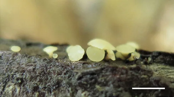 Chlorovibrissea tasmanica (Chlorovibrissea tasmanica) — photo mycologique