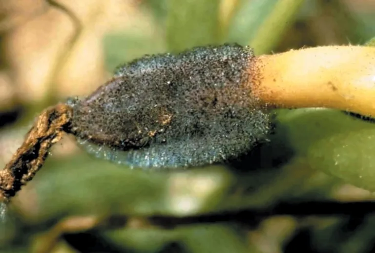 Choanephora infundibulifera (Choanephora infundibulifera) — photo mycologique