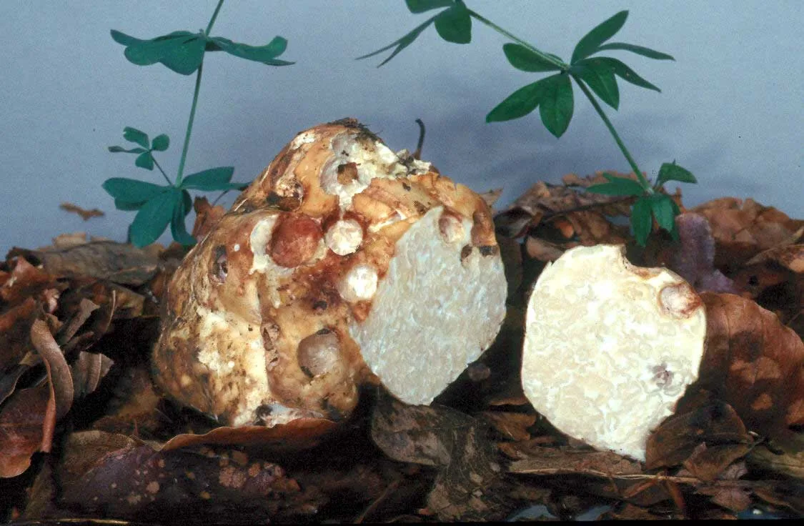 Choiromyces venosus (Choiromyces venosus) — photo mycologique