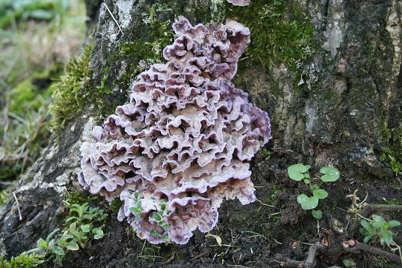 Chondrostereum himalaicum (Chondrostereum himalaicum) — photo mycologique