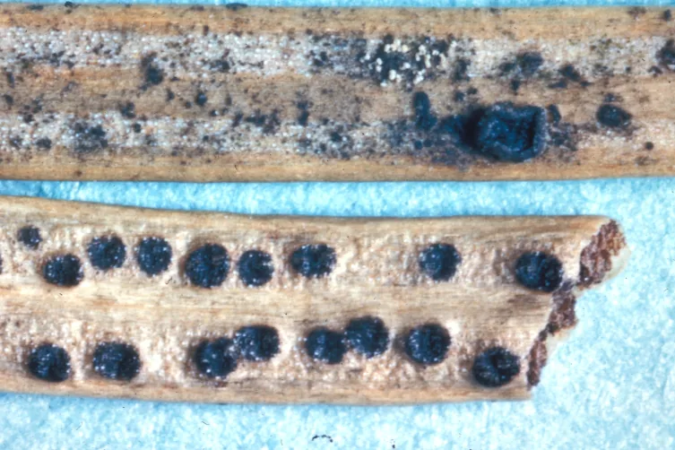 Chondrostroma laricis (Chondrostroma laricis) — photo mycologique