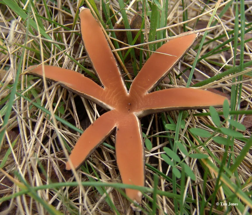 Chorioactis geaster (Chorioactis geaster) — photo mycologique