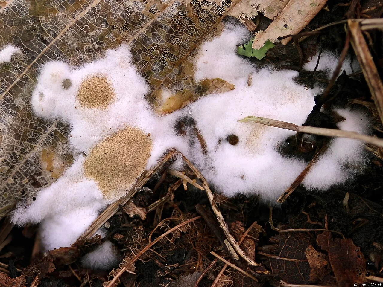 Chromelosporium fulvum (Chromelosporium fulvum) — photo mycologique