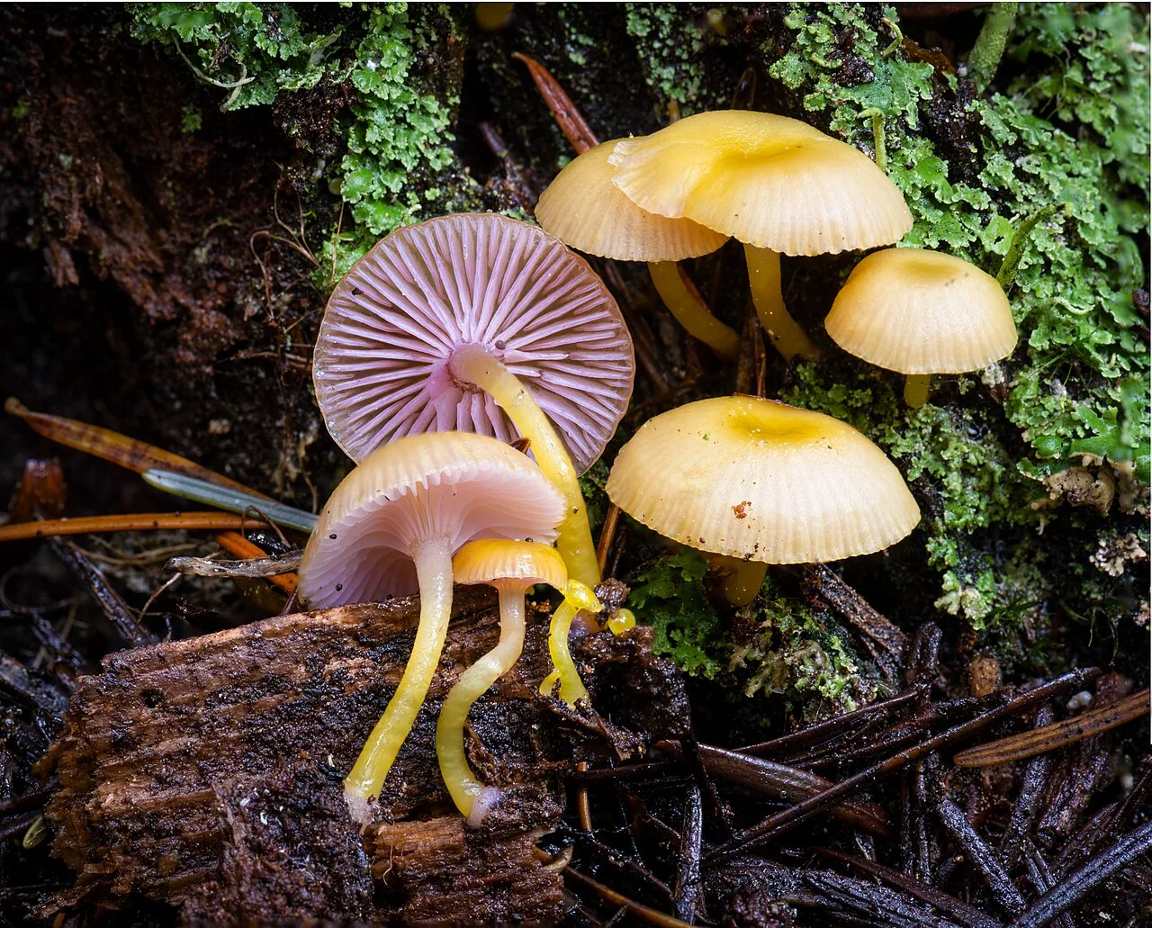 Chromosera xanthochroa (Chromosera xanthochroa) — photo mycologique