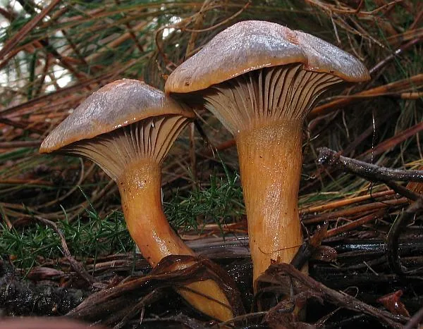 Chroogomphus jamaicensis (Chroogomphus jamaicensis) — photo mycologique