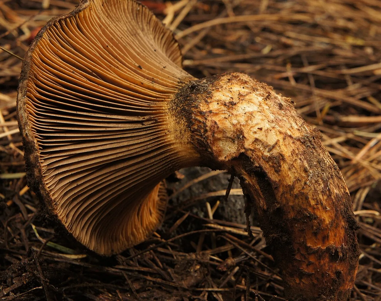 Chroogomphus pseudovinicolor (Chroogomphus pseudovinicolor) — photo mycologique