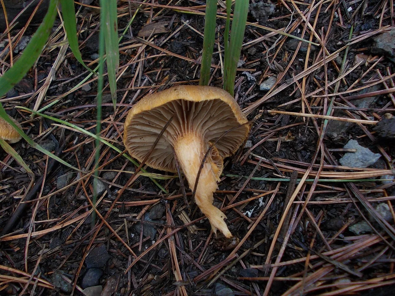 Chroogomphus sibiricus (Chroogomphus sibiricus) — photo mycologique
