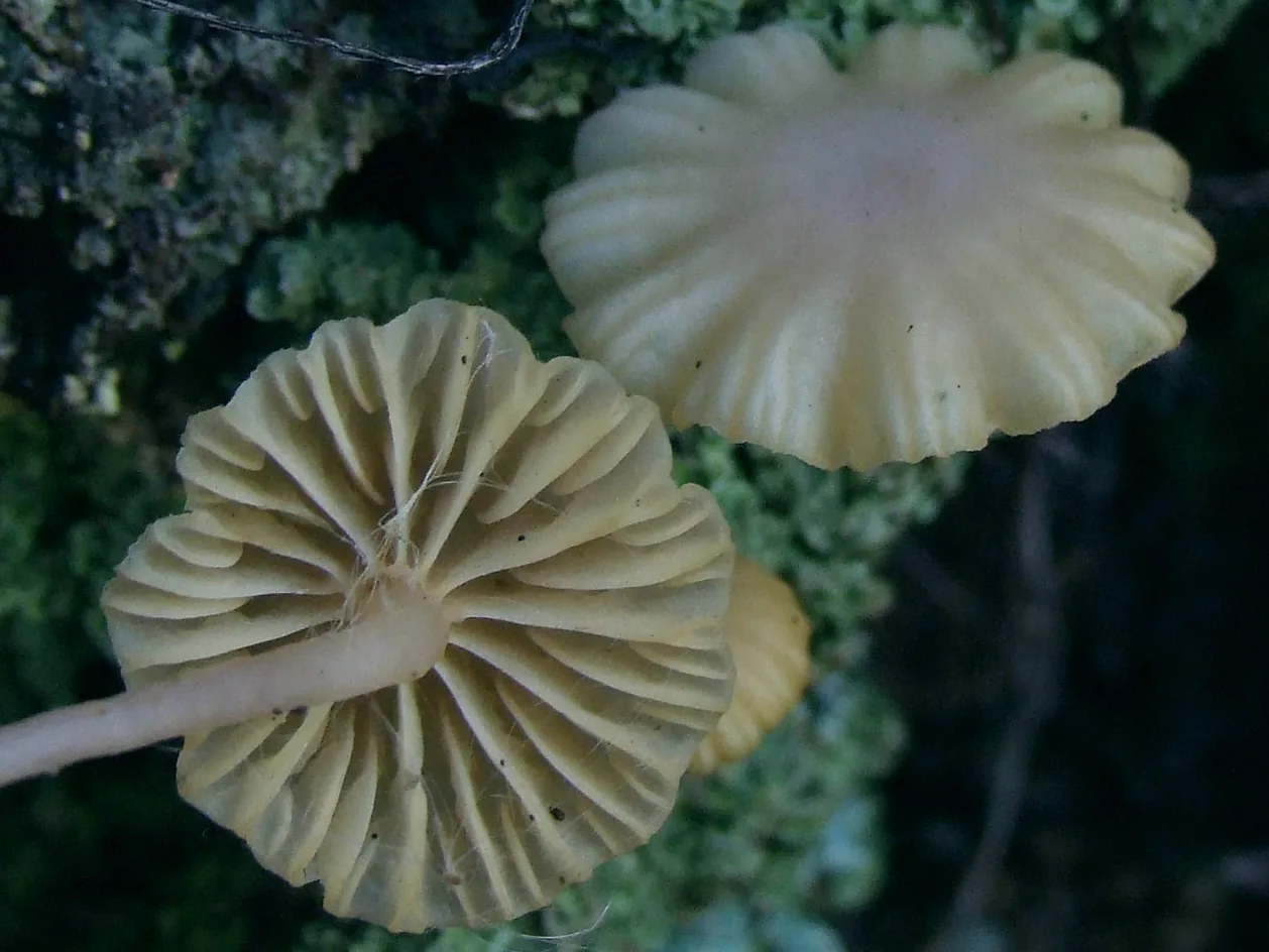 Chrysomphalina grossula (Chrysomphalina grossula) — photo mycologique