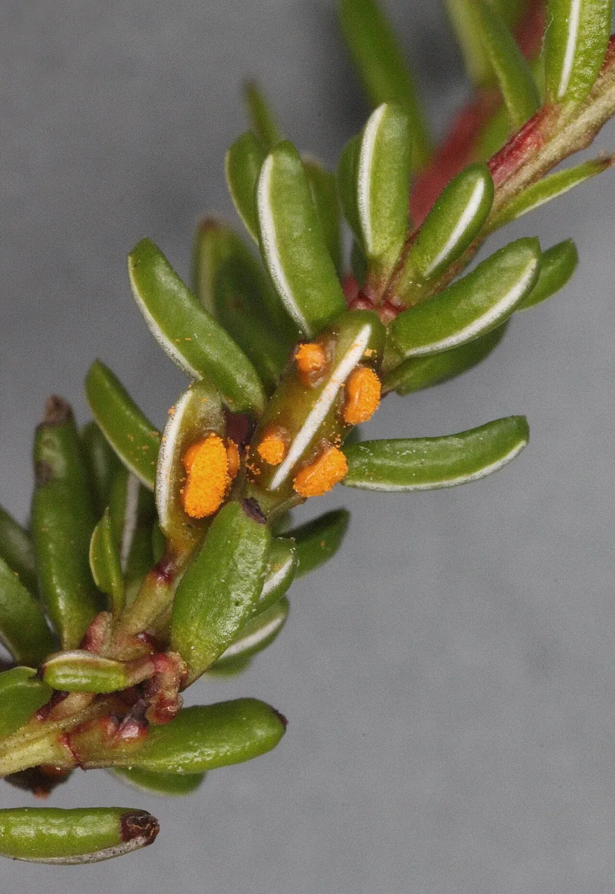 Chrysomyxa empetri (Chrysomyxa empetri) — photo mycologique