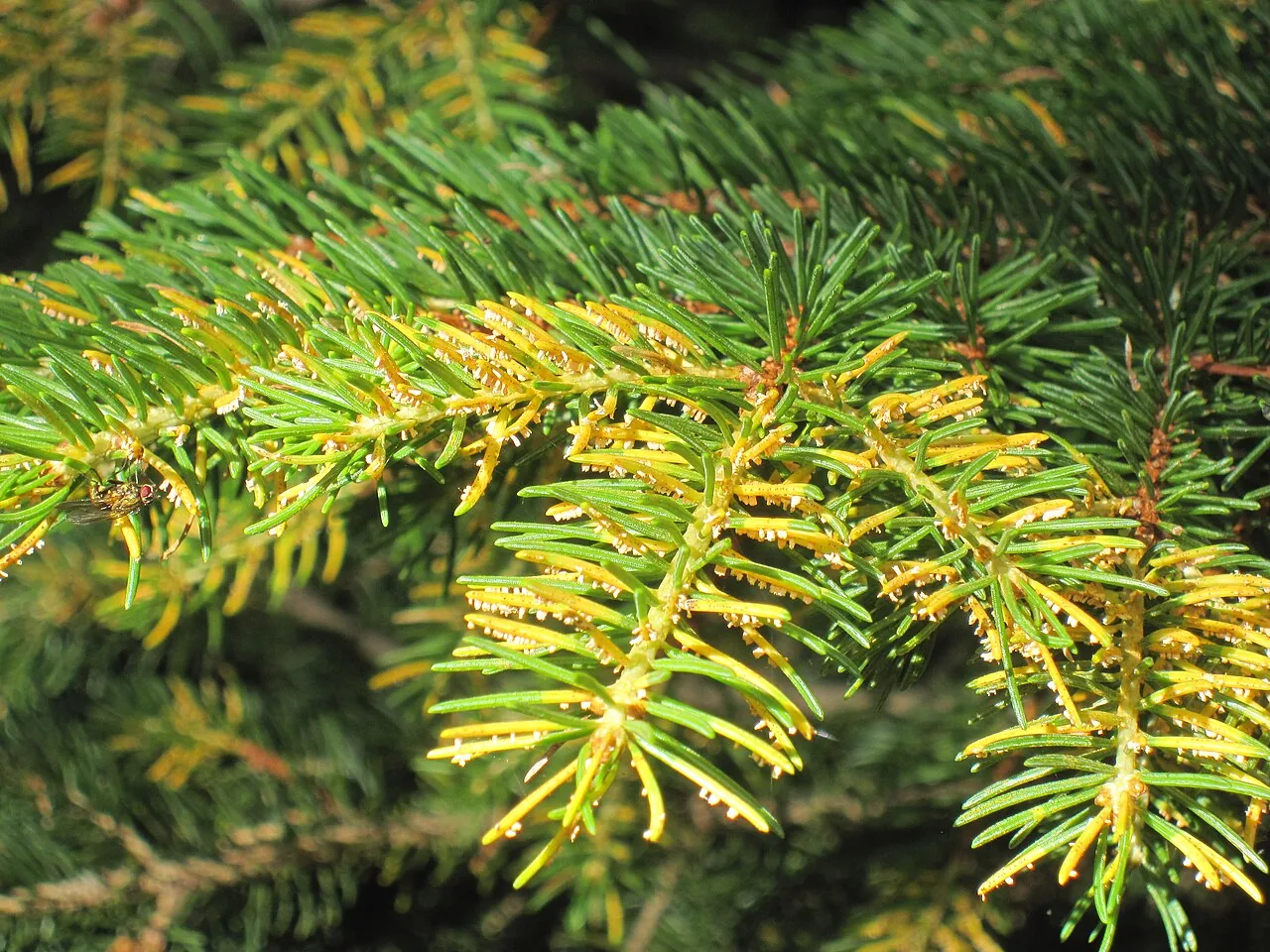 Chrysomyxa reticulata (Chrysomyxa reticulata) — photo mycologique