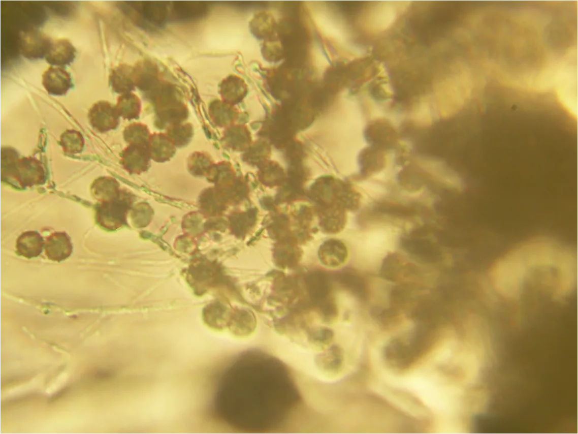Chrysosporium sulfureum (Chrysosporium sulfureum) — photo mycologique