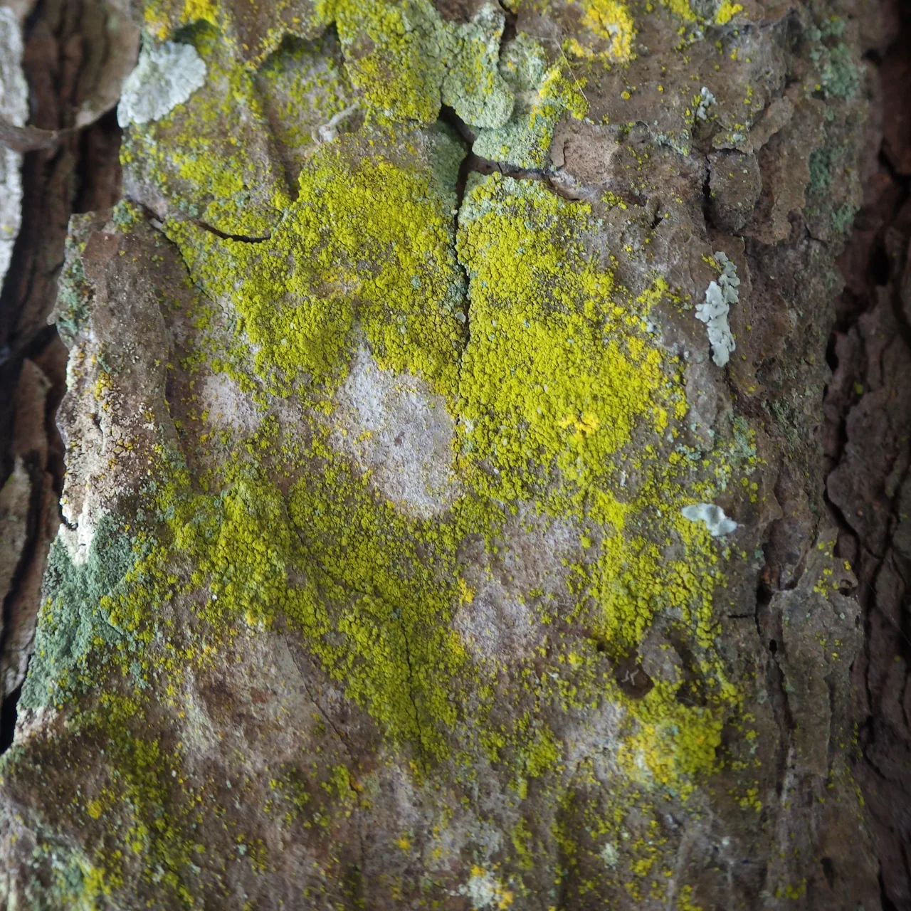 Chrysothrix flavovirens (Chrysothrix flavovirens) — photo mycologique