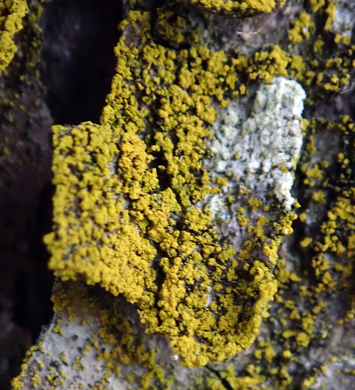 Chrysothrix granulosa (Chrysothrix granulosa) — photo mycologique