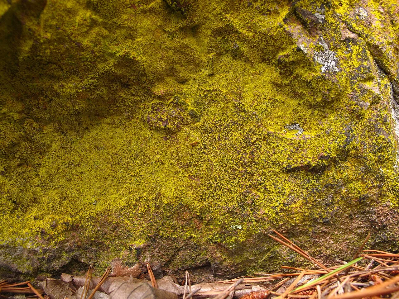 Chrysothrix insulizans (Chrysothrix insulizans) — photo mycologique