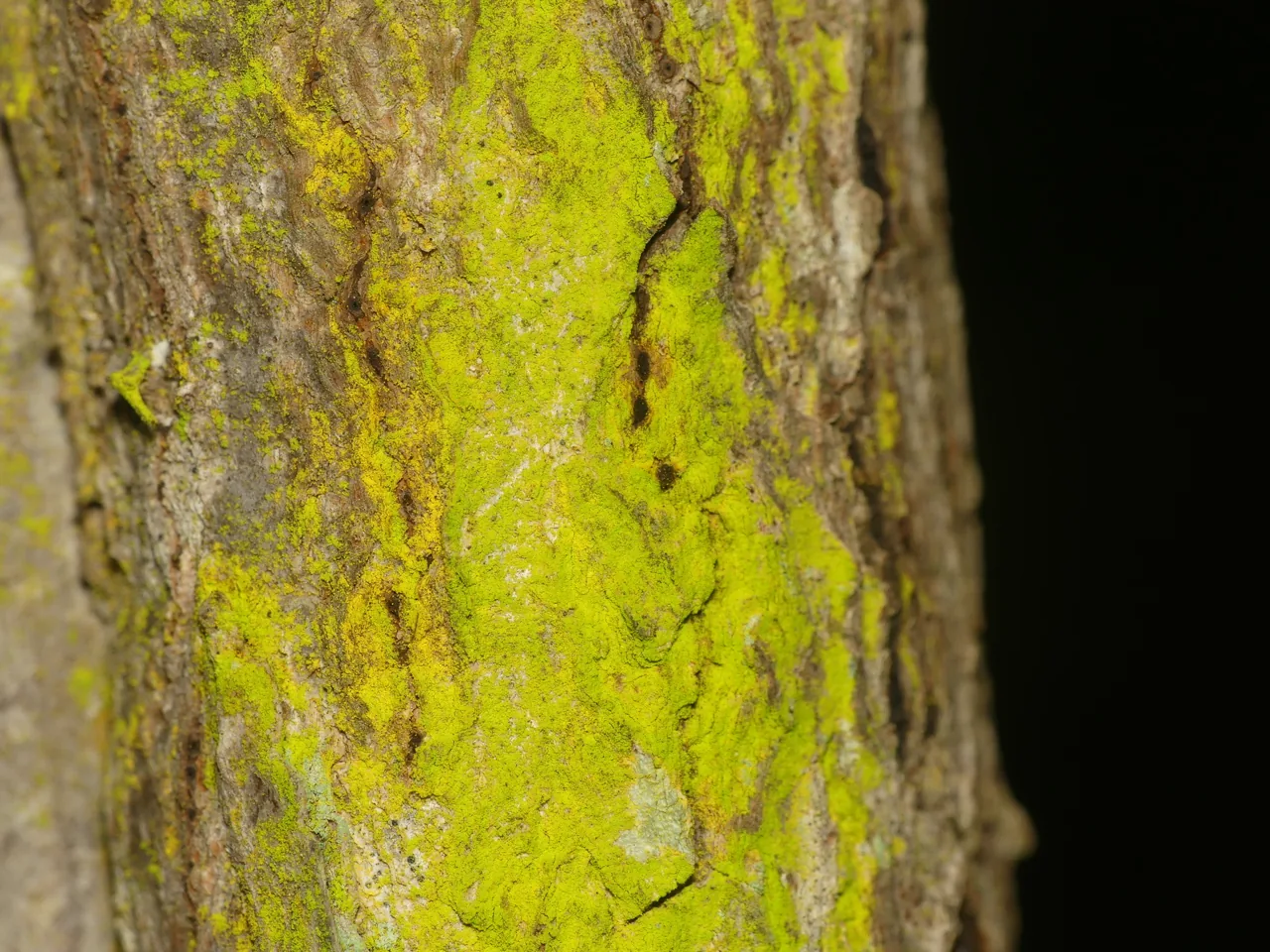 Chrysothrix xanthina (Chrysothrix xanthina) — photo mycologique