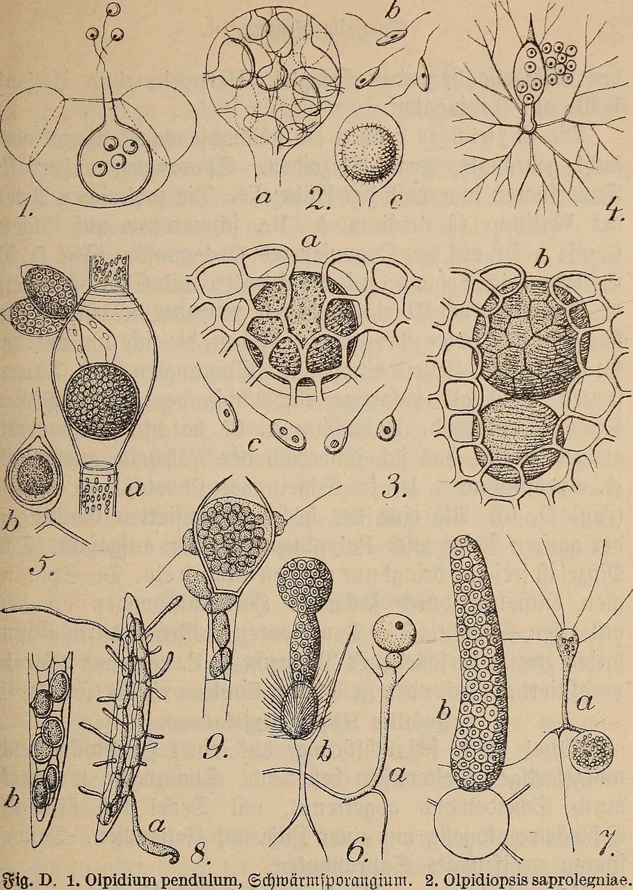 Chytridium coleochaetes (Chytridium coleochaetes) — photo mycologique