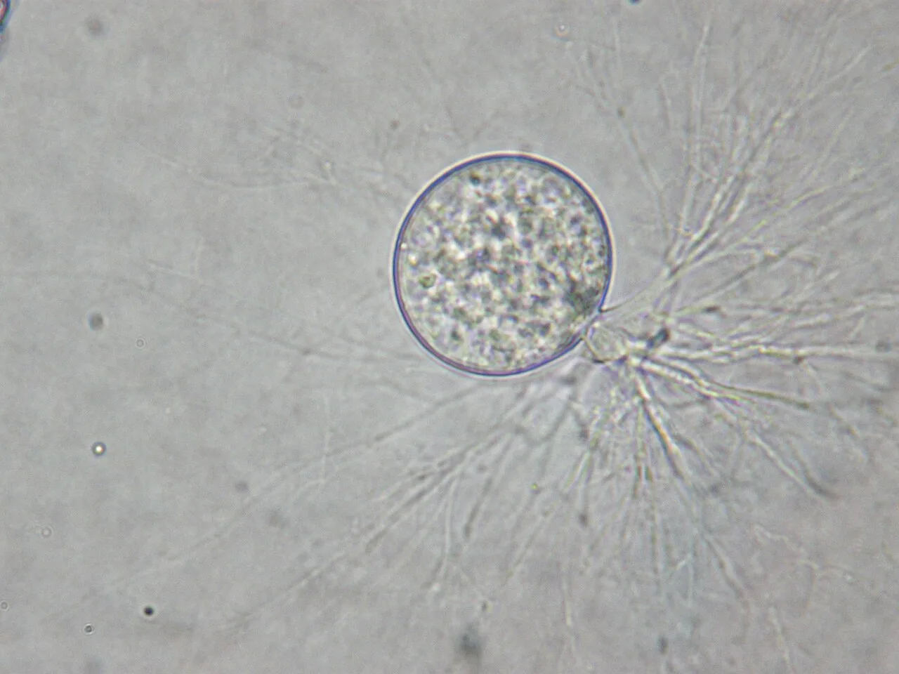 Chytriomyces confervae (Chytriomyces confervae) — photo mycologique