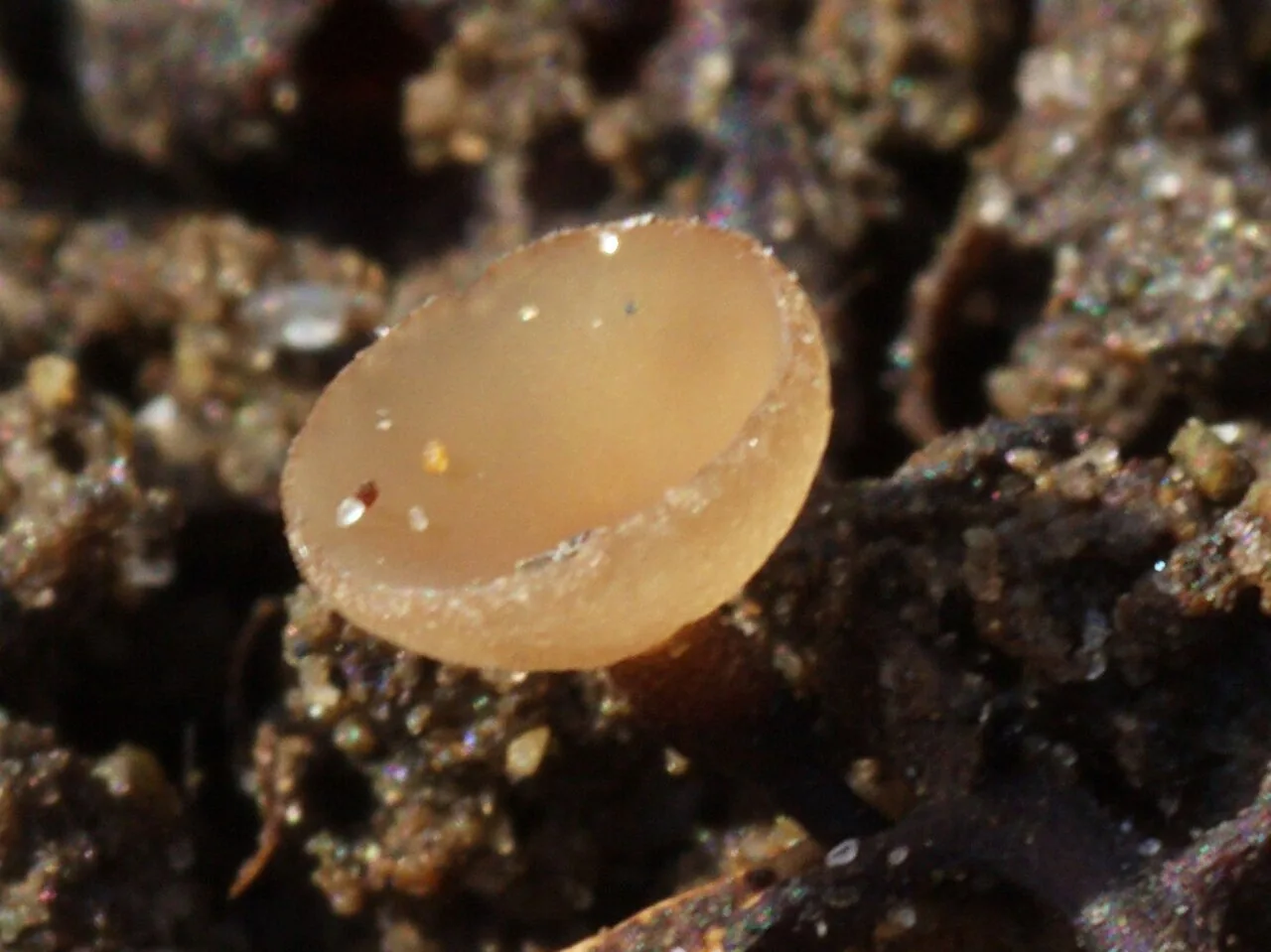 Ciboria betulicola (Ciboria betulicola) — photo mycologique