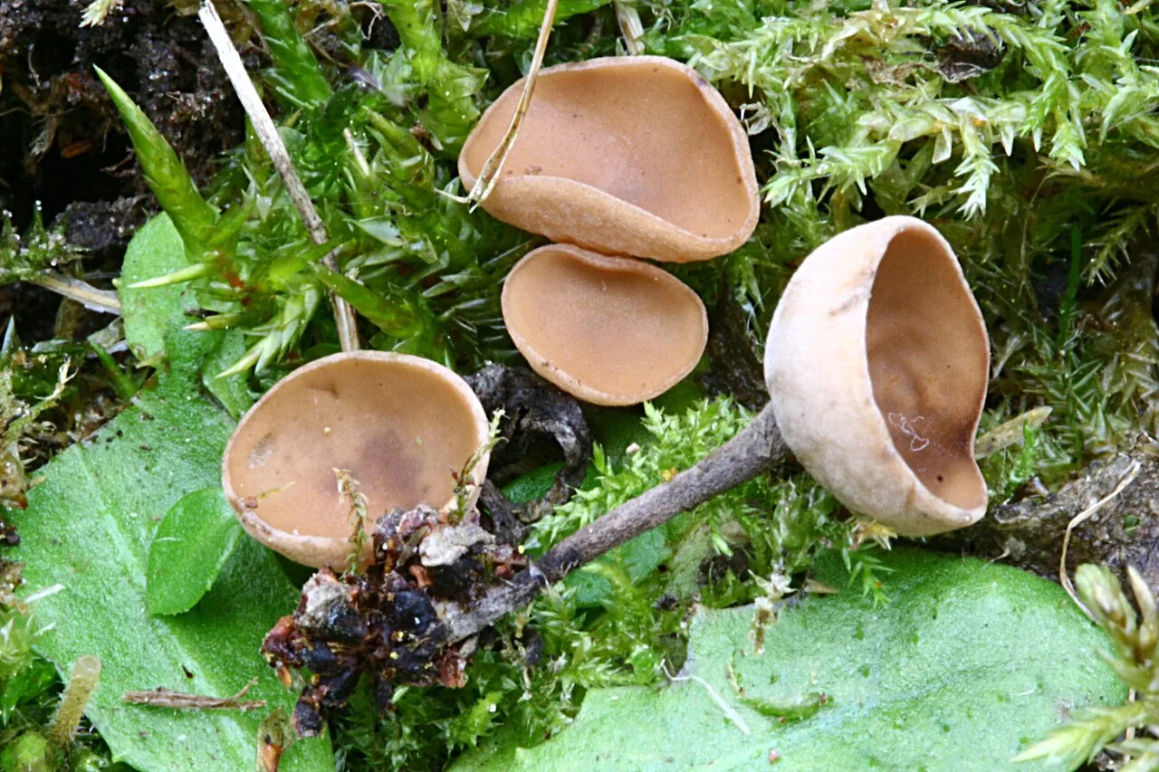 Ciboria coryli (Ciboria coryli) — photo mycologique