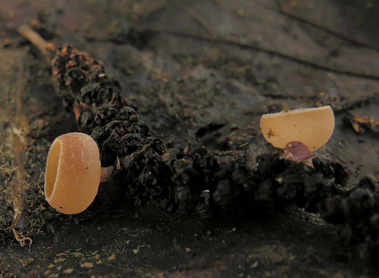 Ciboria fuscocinerea (Ciboria fuscocinerea) — photo mycologique