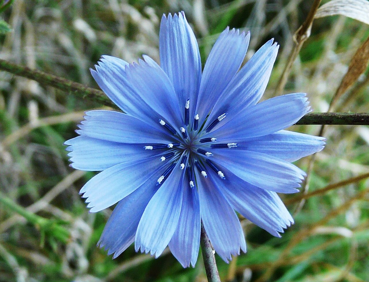 Chicorée (Cichorium) — photo botanique