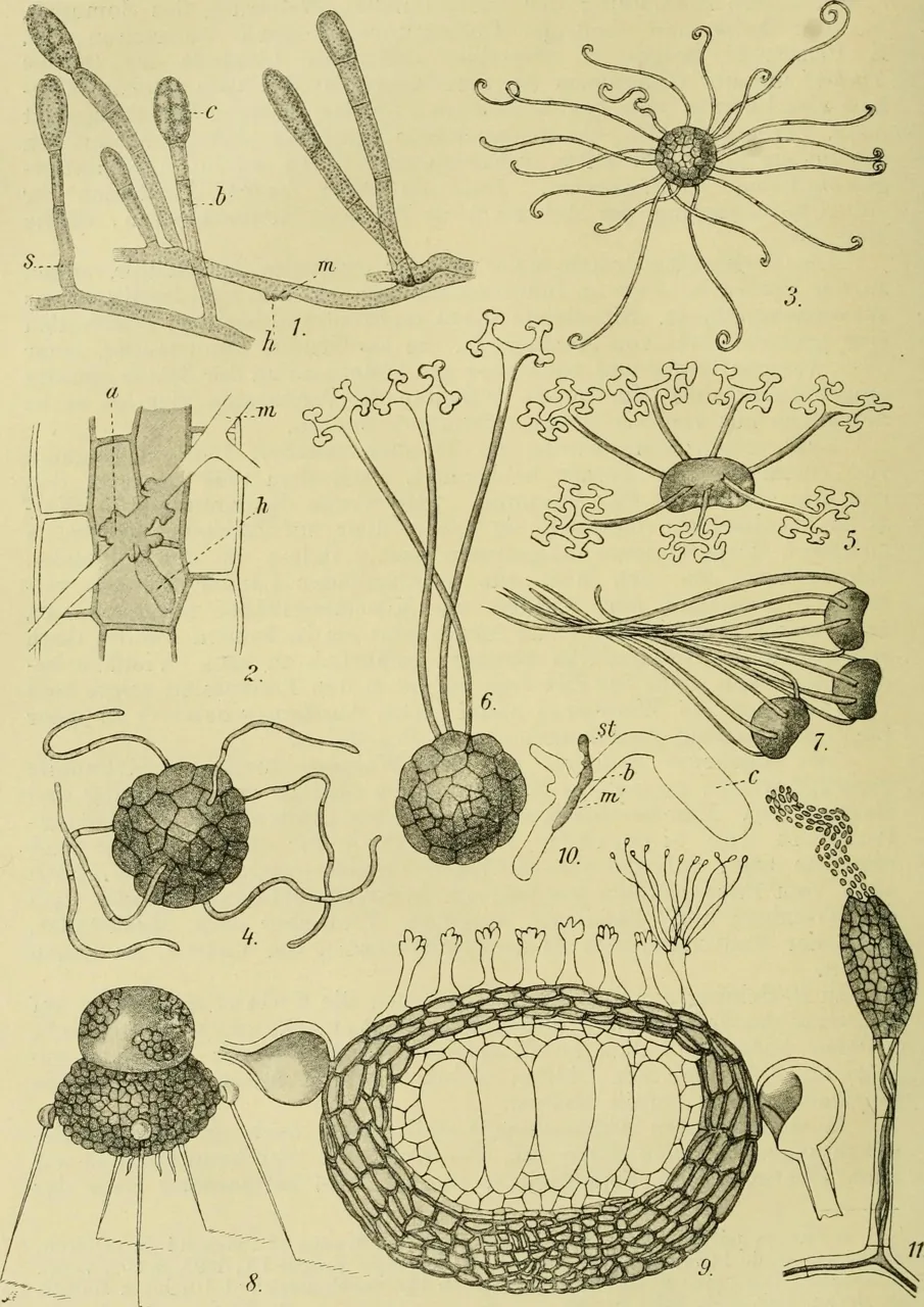 Cicinobolus euonymi-japonicae (Cicinobolus euonymi-japonicae) — photo mycologique