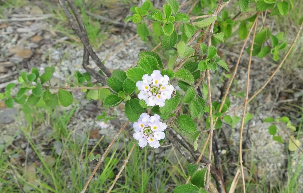 Ciferria coccothrinacis (Ciferria coccothrinacis) — photo mycologique