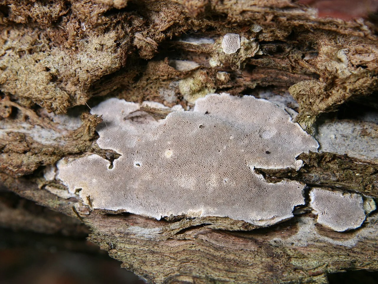 Cinereomyces lindbladii (Cinereomyces lindbladii) — photo mycologique