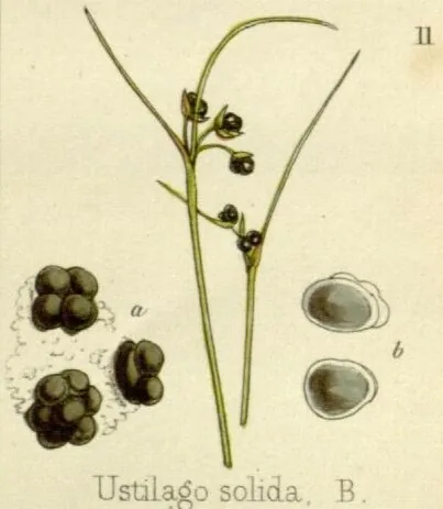 Cintractia usambarensis (Cintractia usambarensis) — photo mycologique
