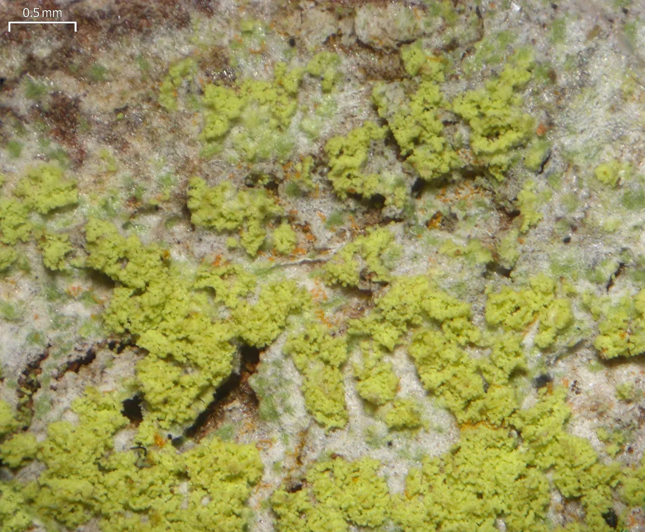 Ciposia wheeleri (Ciposia wheeleri) — photo mycologique