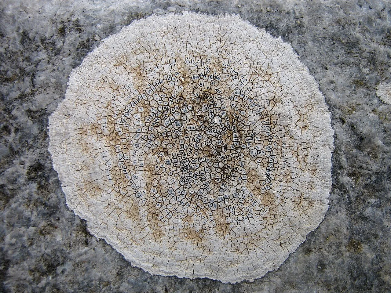 Circinaria calcarea (Circinaria calcarea) — photo mycologique