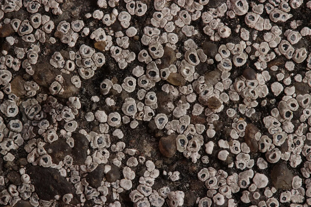 Circinaria cerebroides (Circinaria cerebroides) — photo mycologique