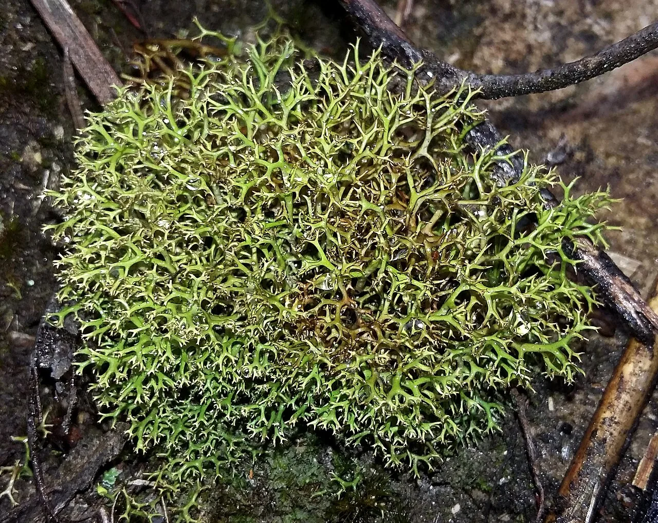Cladia deformis (Cladia deformis) — photo mycologique