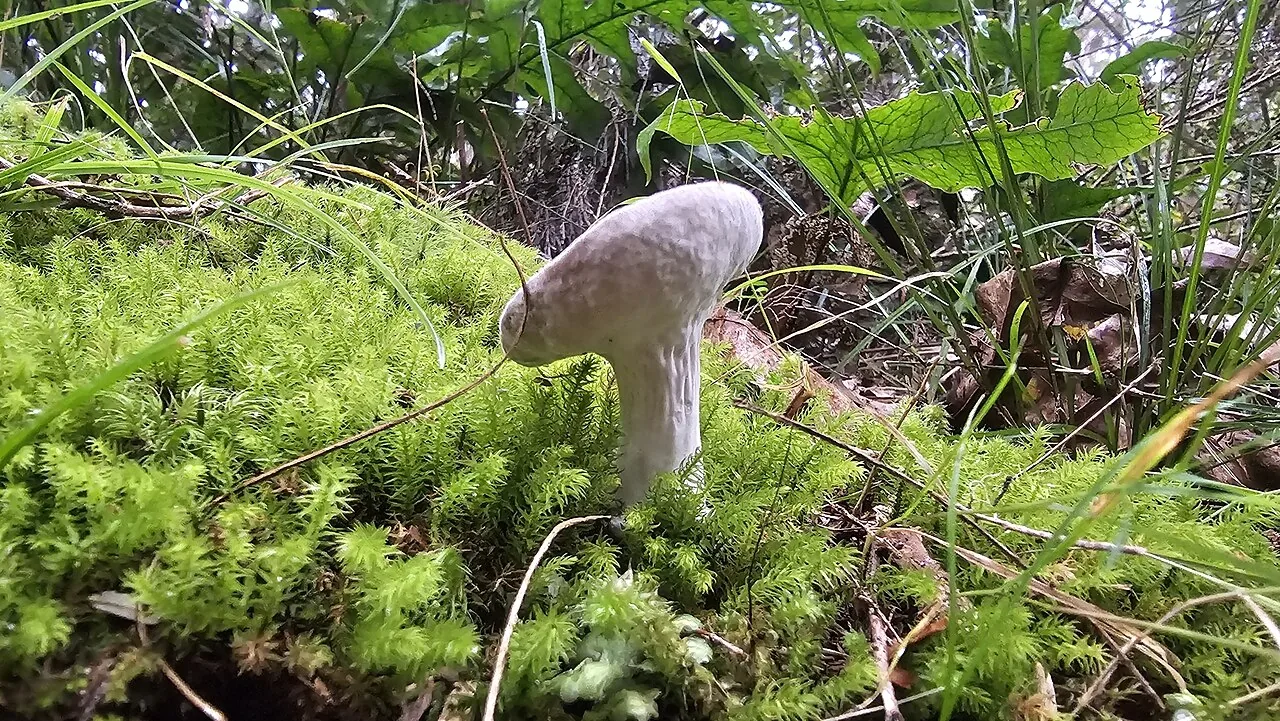 Cladobotryum odorum (Cladobotryum odorum) — photo mycologique