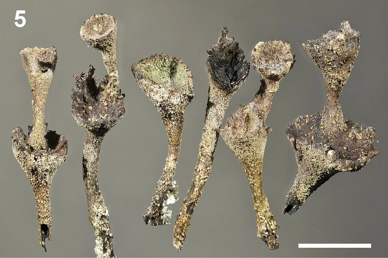 Cladonia albonigra (Cladonia albonigra) — photo mycologique