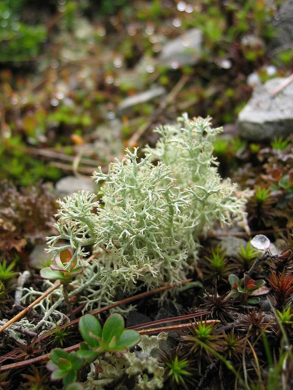 Cladonia attacta (Cladonia attacta) — photo mycologique