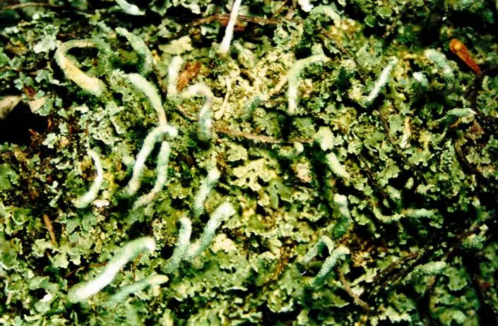Cladonia bacillaris (Cladonia bacillaris) — photo mycologique