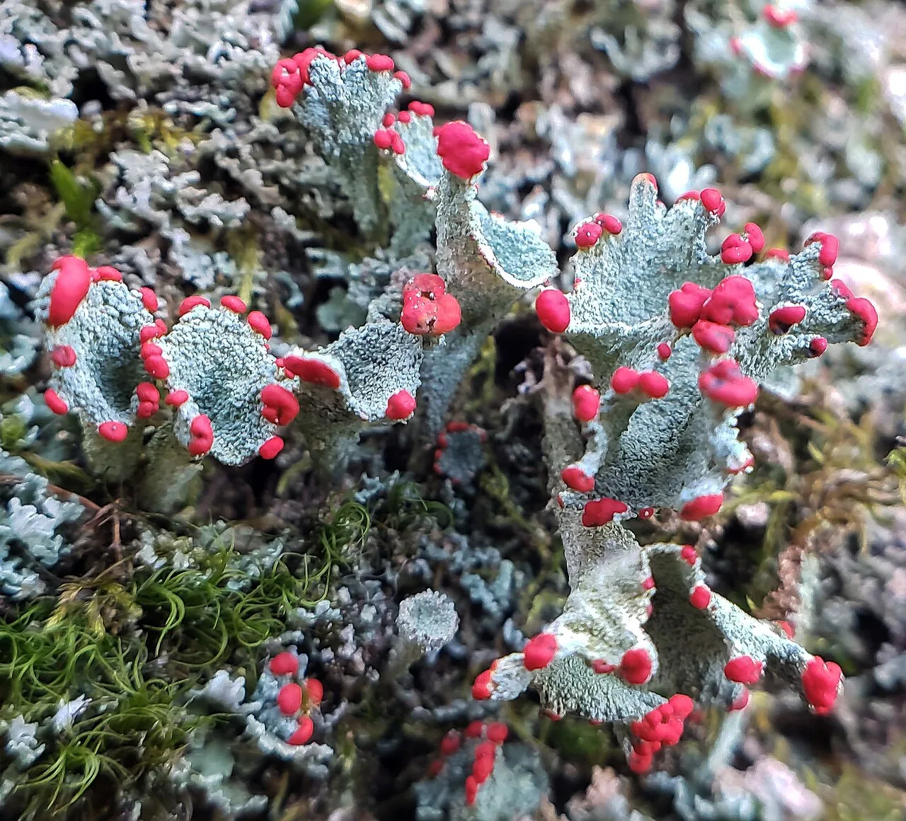Cladonia borealis (Cladonia borealis) — photo mycologique