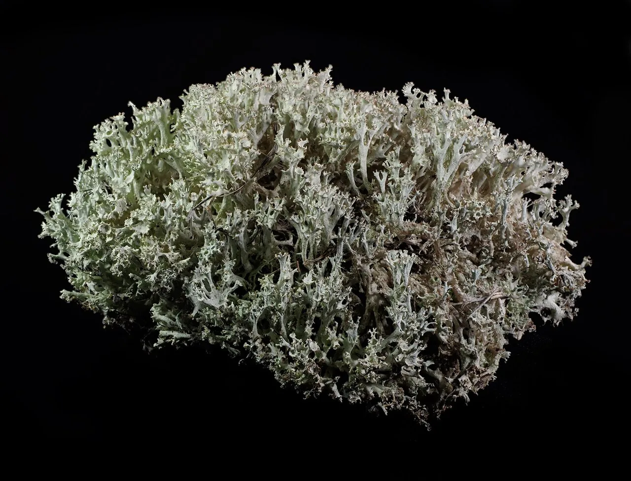 Cladonia boryi (Cladonia boryi) — photo mycologique