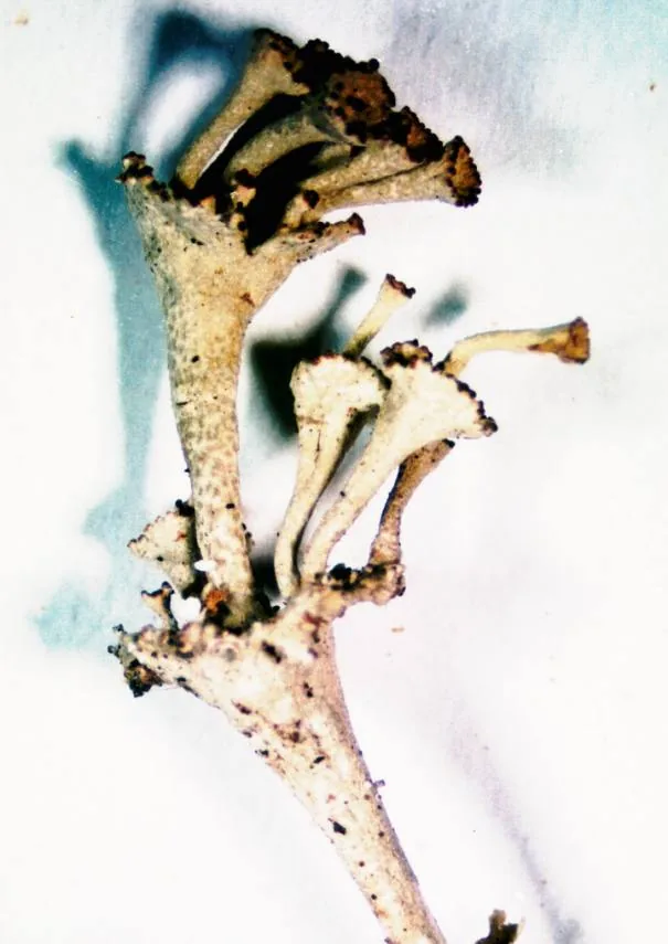 Cladonia cervicornis (Cladonia cervicornis) — photo mycologique