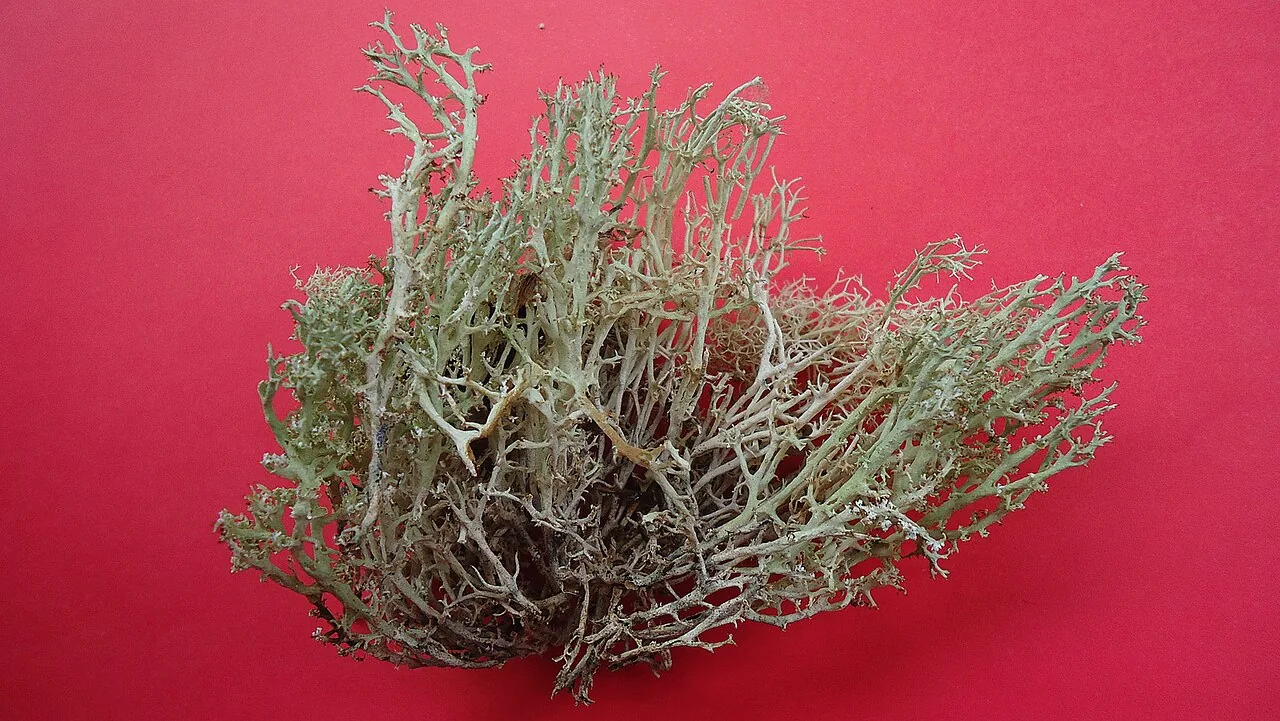 Cladonia confusa (Cladonia confusa) — photo mycologique