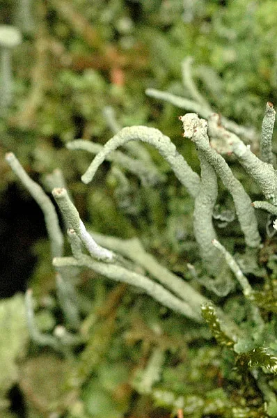 Cladonia coniocraea (Cladonia coniocraea) — photo mycologique