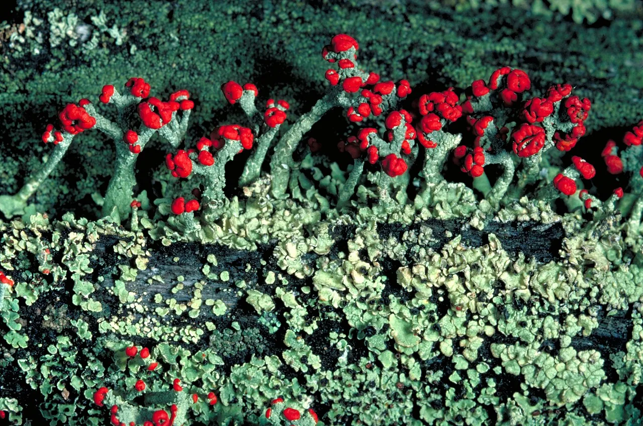 Cladonia cristatella (Cladonia cristatella) — photo mycologique
