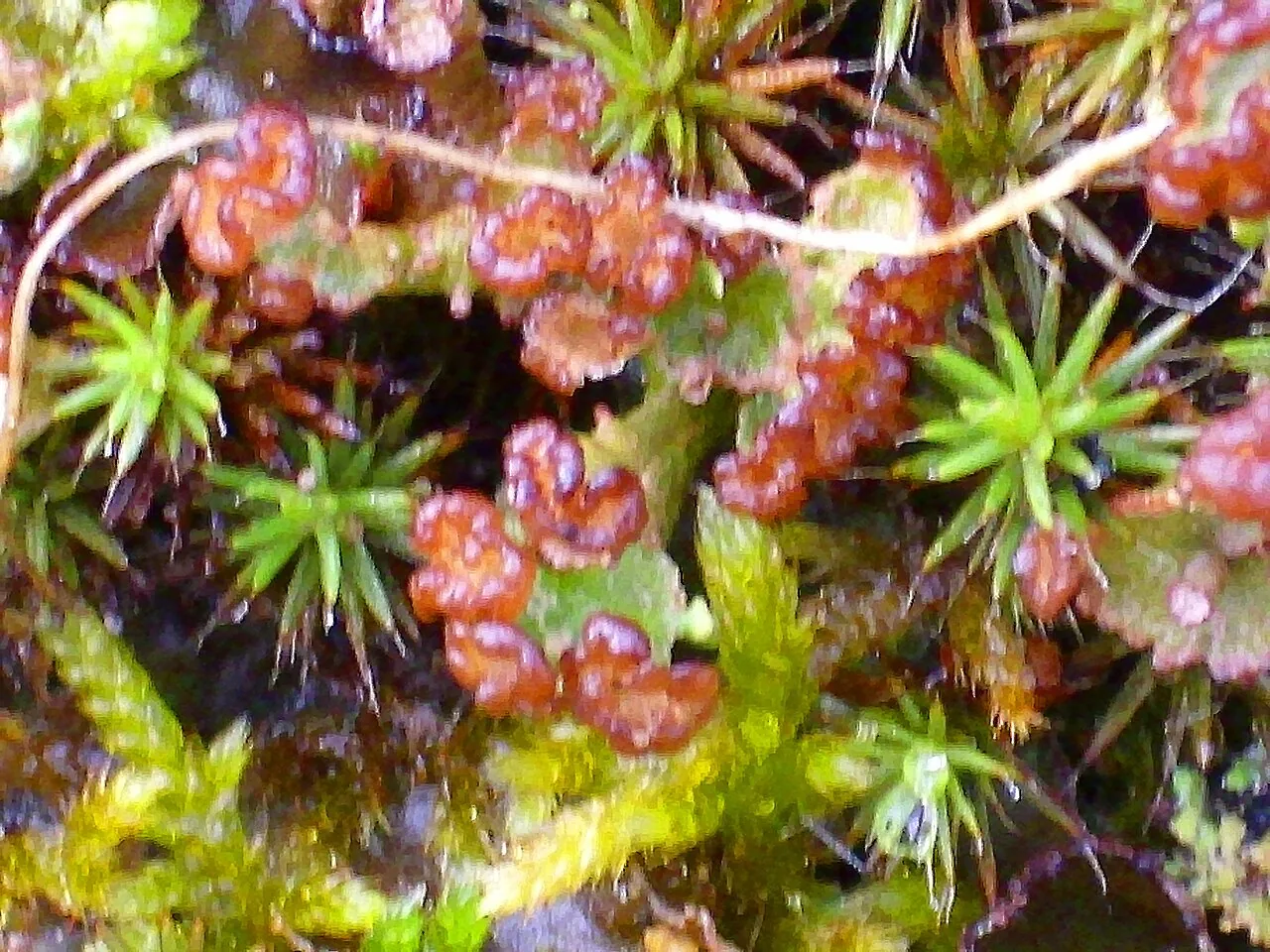 Cladonia cryptochlorophaea (Cladonia cryptochlorophaea) — photo mycologique