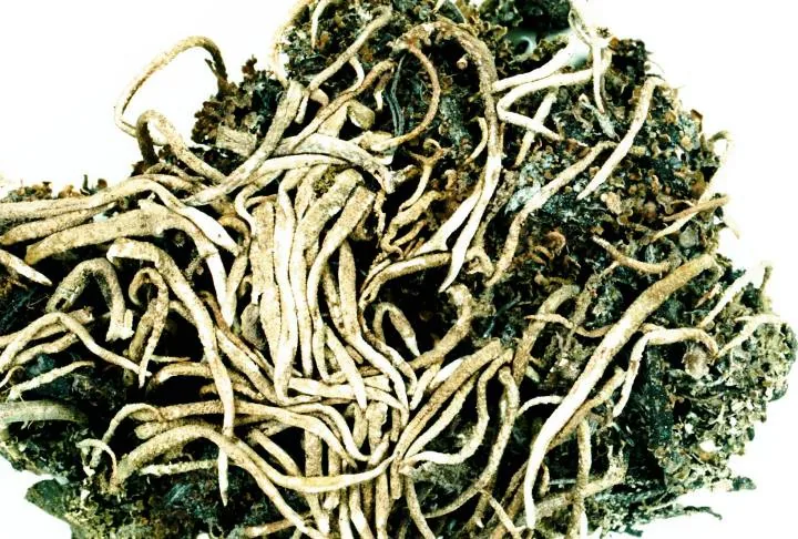 Cladonia decorticata (Cladonia decorticata) — photo mycologique