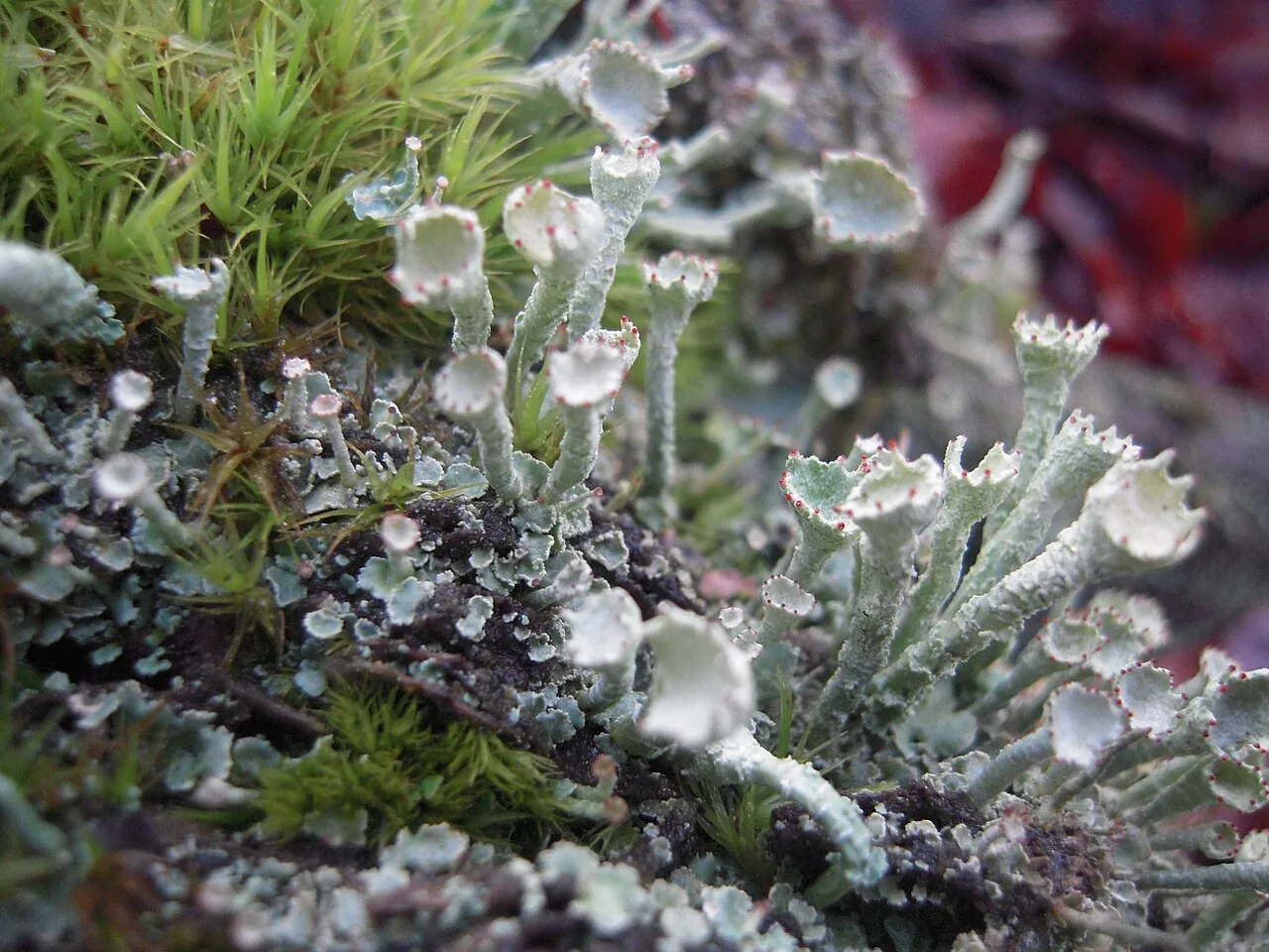 Cladonia digitata (Cladonia digitata) — photo mycologique