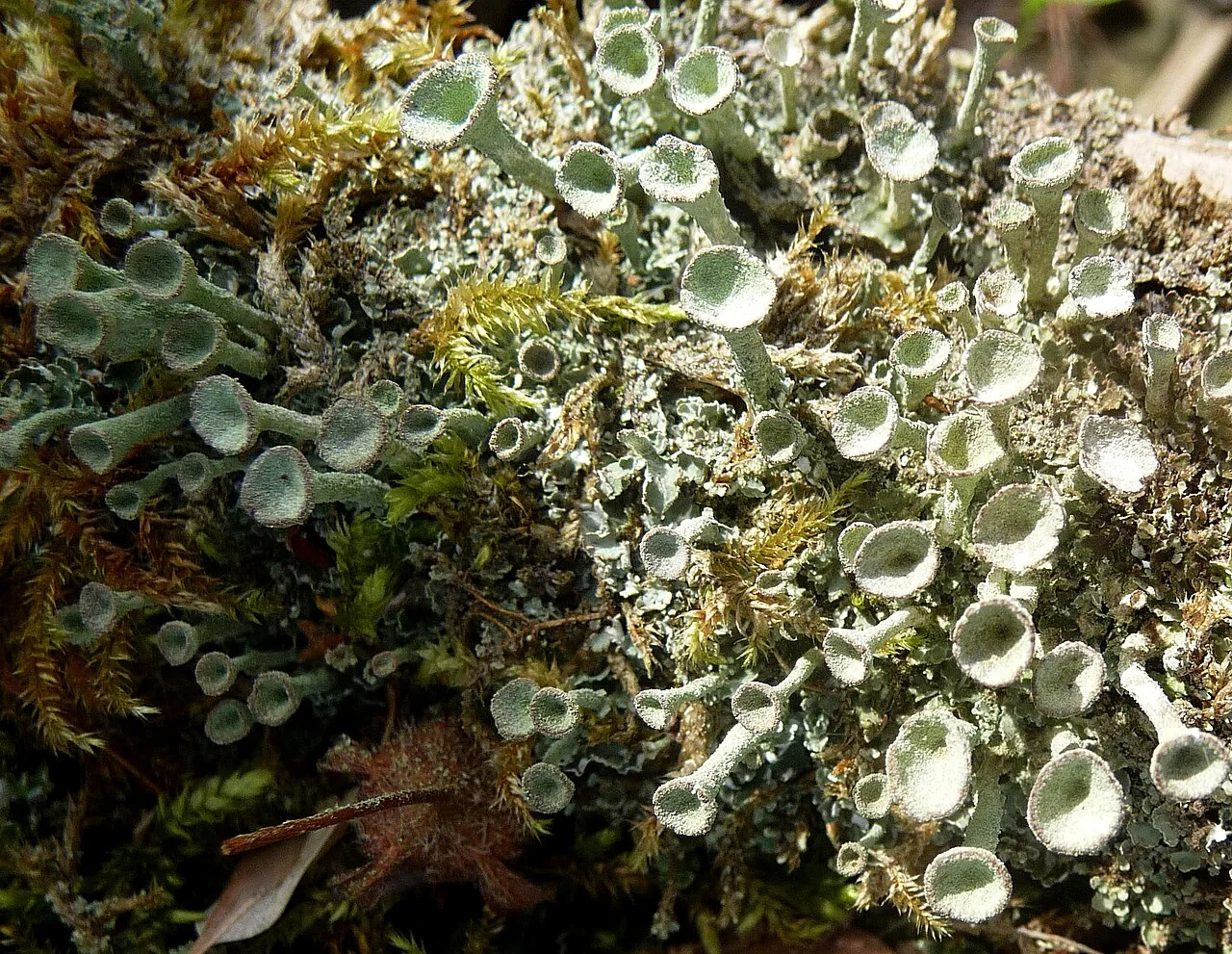 Cladonia diversa (Cladonia diversa) — photo mycologique