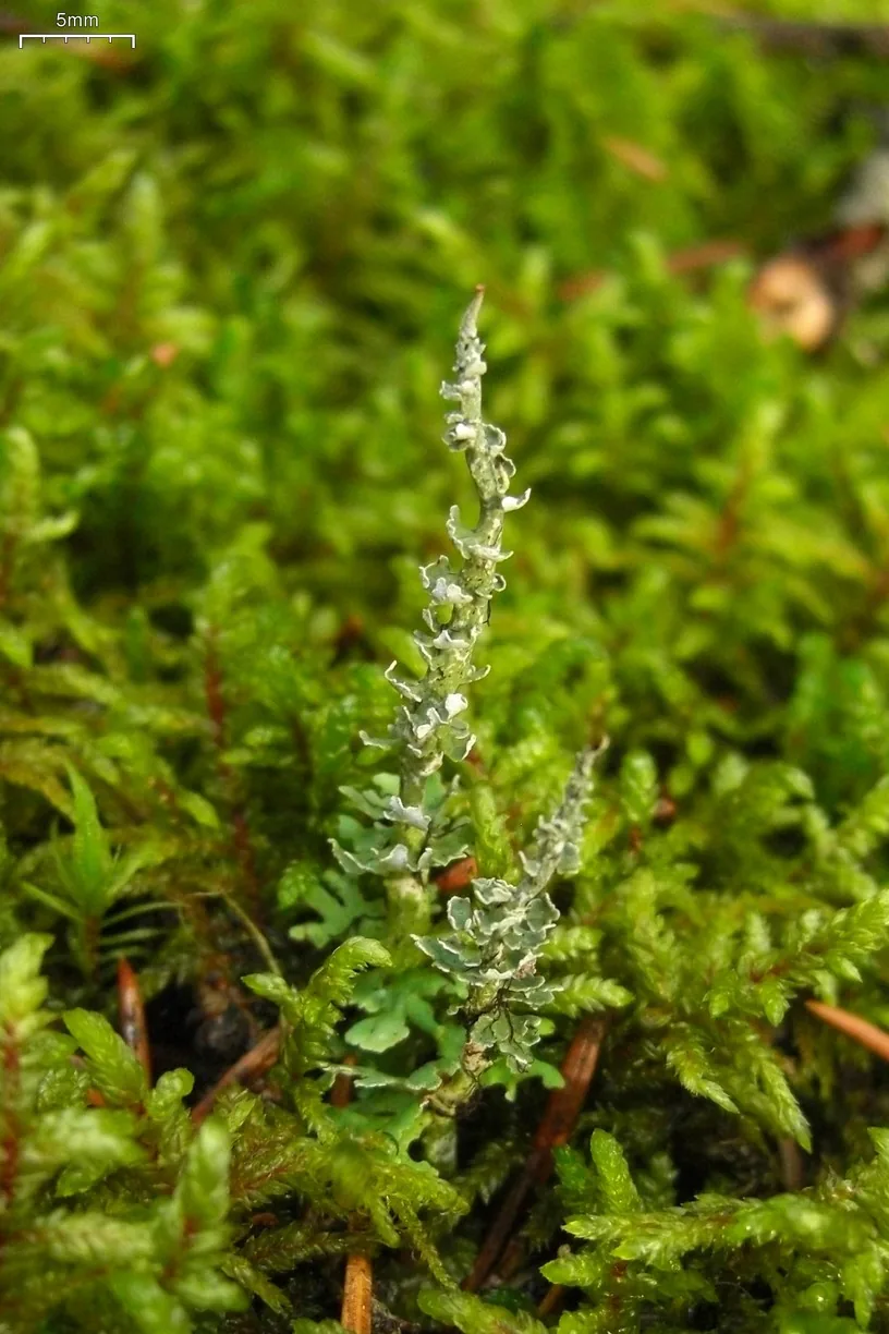 Cladonia ecmocyna (Cladonia ecmocyna) — photo mycologique