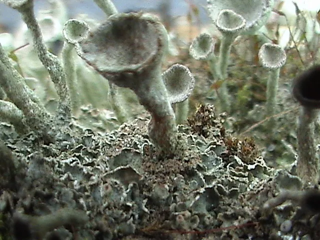 Cladonia fimbriata (Cladonia fimbriata) — photo mycologique