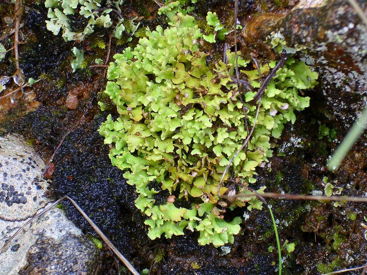 Cladonia foliacea (Cladonia foliacea) — photo mycologique